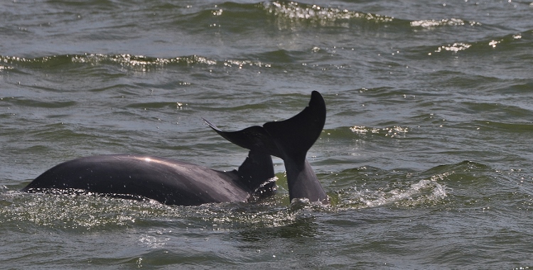 bottle-nosed dolphin in water